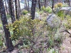 Phebalium graniticola