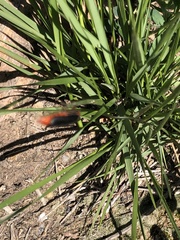 Cantharis rustica