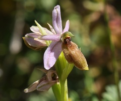 Ophrys lunulata
