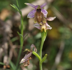 Ophrys lunulata