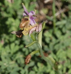 Ophrys lunulata
