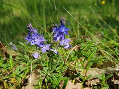 Veronica satureiifolia