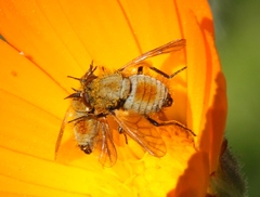 Usia versicolor
