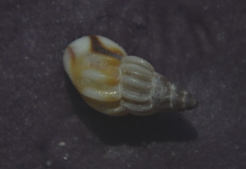 Rissoa parva