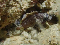 Centrogenys vaigiensis