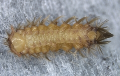 Polyxenida