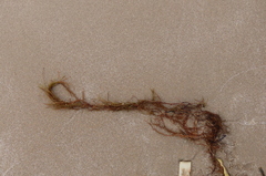 Desmarestia aculeata