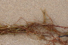 Desmarestia aculeata