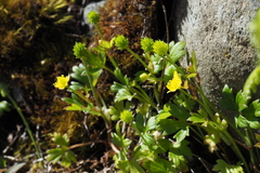 Ranunculus taisanensis
