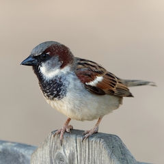Passer domesticus