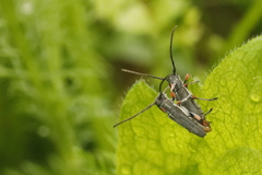 Phytoecia pustulata