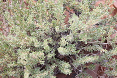 Aizoon schellenbergii