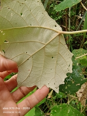 Mallotus paniculatus formosanus