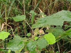 Mallotus paniculatus formosanus