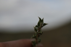 Aizoon schellenbergii