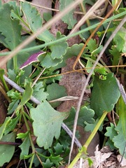 Brachyscome microcarpa