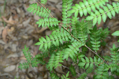 Zanthoxylum piperitum