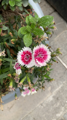 Dianthus chinensis