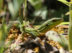 Podarcis waglerianus