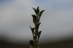 Aizoon schellenbergii