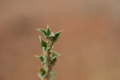 Aizoon schellenbergii