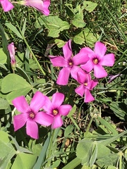 Oxalis articulata