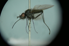 Phthiria minuta