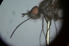 Phthiria minuta