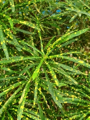 Codiaeum variegatum pictum