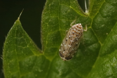 Jassargus