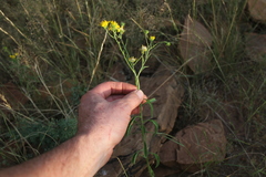 Calostephane divaricata image