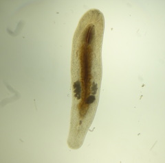 Macrostomum
