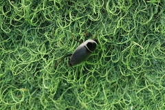 Phyllodromica megerlei