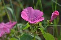 Image of Malva trimestris