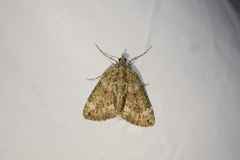 Chloroclysta siterata