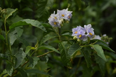 Solanum bonariense