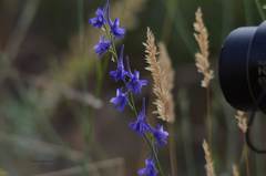 Delphinium gracile