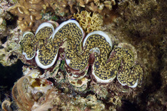 Tridacna noae