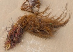 Desmarestia aculeata