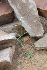 Kohautia caespitosa brachyloba