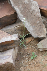 Kohautia caespitosa brachyloba