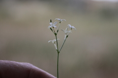 Kohautia caespitosa brachyloba