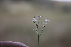 Kohautia caespitosa brachyloba