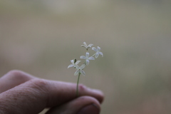 Kohautia caespitosa brachyloba