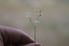 Kohautia caespitosa brachyloba