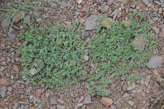 Leobordea platycarpa