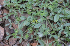 Leobordea platycarpa