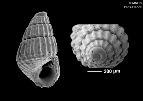 Representative image of Parthenina