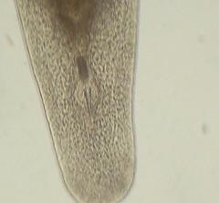 Macrostomum