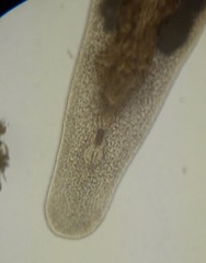 Macrostomum